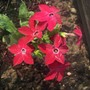 Tobacco plant (Nicotiana 'Hummingbird Red')