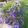 Lobelia pot