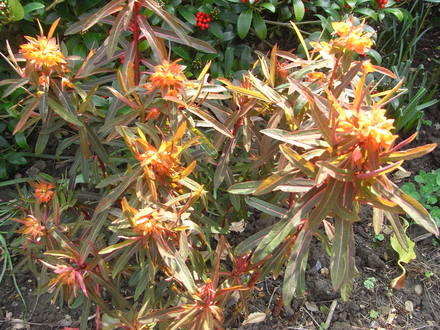 Euphorbia Griffithii 'Fireglow' (Spurge) (Euphorbia griffithii 'Fireglow')