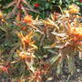Euphorbia_griffithii__fireglow_