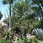 Cactai Garden