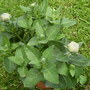 Phoenix_pk_and_garden__jusne_2008_093