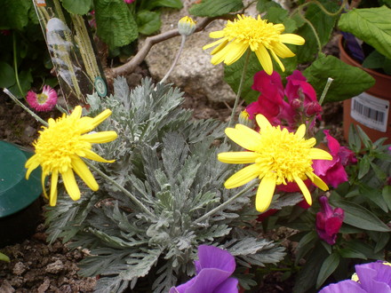 bush daisy