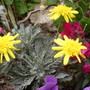 Phoenix_pk_and_garden__jusne_2008_090