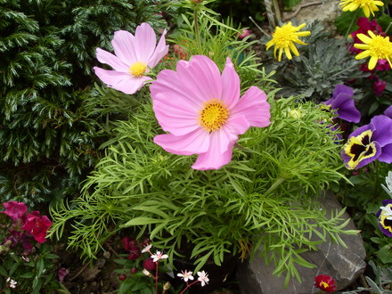 cosmos