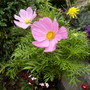 Phoenix_pk_and_garden__jusne_2008_089
