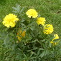 Phoenix_pk_and_garden__jusne_2008_087