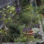 A garden flower photo