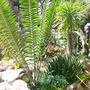cycad