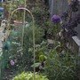 A garden flower photo