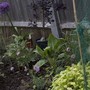 A garden flower photo