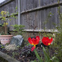 A garden flower photo