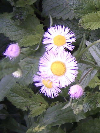 Pink Asters (Aster novae-angliae (New England aster))