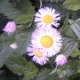 Pink Asters (Aster novae-angliae (New England aster))