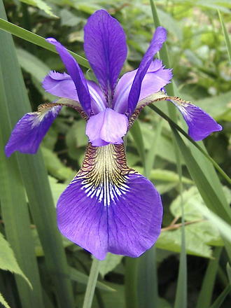 Blue Iris (Iris prismatica (Slender Blue Flag))