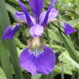 Iris prismatica