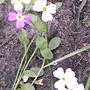 2008-06-09_015flrs_from_seed_pkg