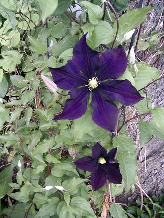 'Warsaw Nike' clematis flowers (Clematis 'Warsaw Nike')