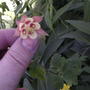2008-06-09_034_wild_columbine