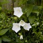 Campanula affinis