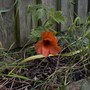 A garden flower photo
