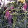 2008-06-10_010_wild_columbine