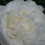 Fav peonie...