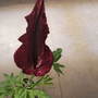 Dscf1460
