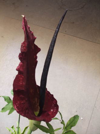 stinking lily (Dracunculus vulgaris (Dragon arum))