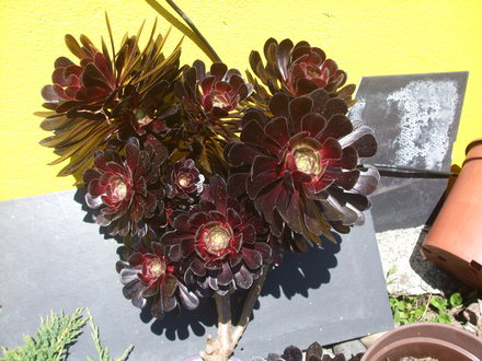 aeonium zwartkop (aeonium zwartkop)