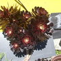 aeonium zwartkop