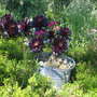 aeonium zwartkop