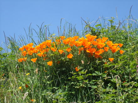 callifornian poppy. grown in wales!! (Eschscholzia californica (California poppy))