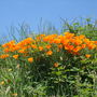 Eschscholzia californica (California poppy)