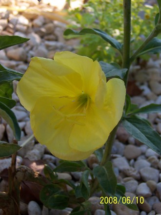 Evening Primrose (Oenothera biennis)