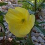Garden_pictures_10_jun_08_001