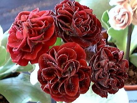 A garden flower photo