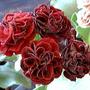 Avon_elclipse