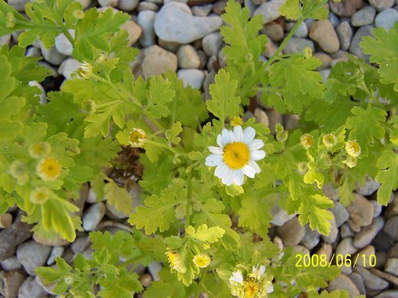 Golden Feverfew (Tanacetum parthenium 'Aureum')