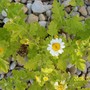 Golden Feverfew (Tanacetum parthenium 'Aureum')