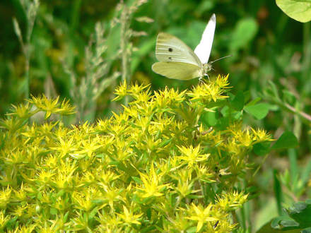 Yellow Stonecrop with Cabbage White Butterfly (Sedum sp.)