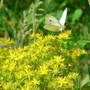 Cabbage_white_yel_stonecrop_6-07-08_med