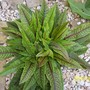 red veined sorrel (Rumex acetosa red veined)
