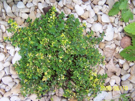 Thyme 'Doone Valley' (Thymus 'Doone Valley')