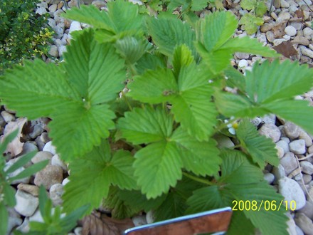 Alpine Strawberry (Fragaria vesca (Alpine Strawberry))