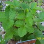 Fragaria vesca (Alpine Strawberry)