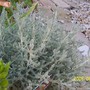Cotton lavender (Santolina chamaecyparissus (Cotton lavender))