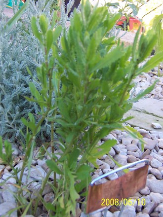 English mace (Achillea ageratum)