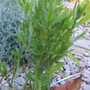 English mace (Achillea ageratum)