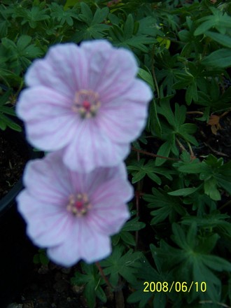 Pink hardy geranium (Geranium sanguineum (Bloody cranesbill) var. Striatum)
